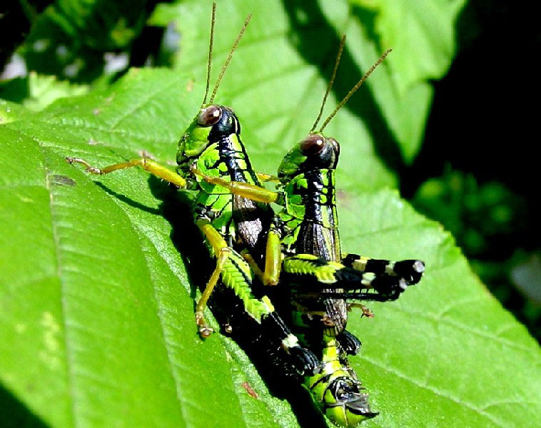 Kisella irena, Mantis religiosa, Barbitistes sp.,Tettigonia viridissima